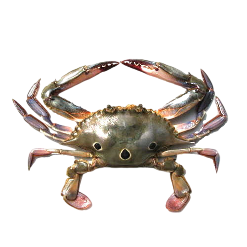 High-quality, frozen Three Spot Crab for export from Karachi, Pakistan.