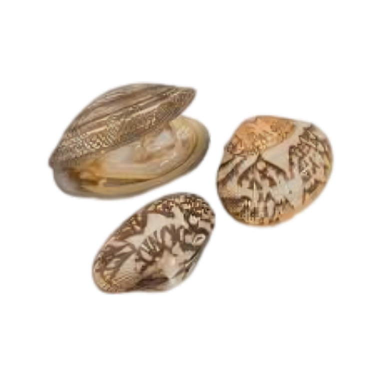 High-quality, frozen Baby Clam for export from Karachi, Pakistan.