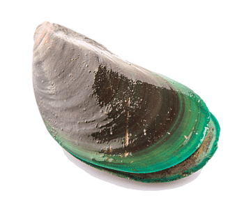 High-quality, frozen Green Mussel for export from Karachi, Pakistan.