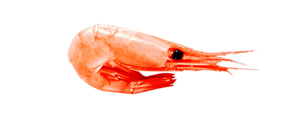 High-quality, frozen Pink Shrimp for export from Karachi, Pakistan.