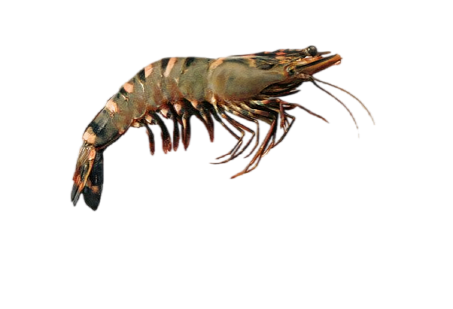 High-quality, frozen Tiger Shrimp for export from Karachi, Pakistan.