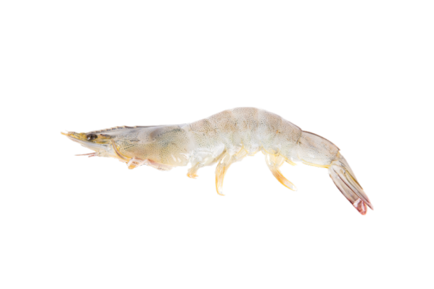 High-quality, frozen White Shrimp for export from Karachi, Pakistan.